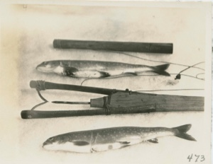 Image: Trout Spear and Trout